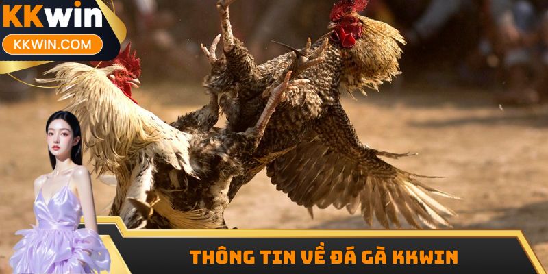 Thông tin về đá gà KKWIN